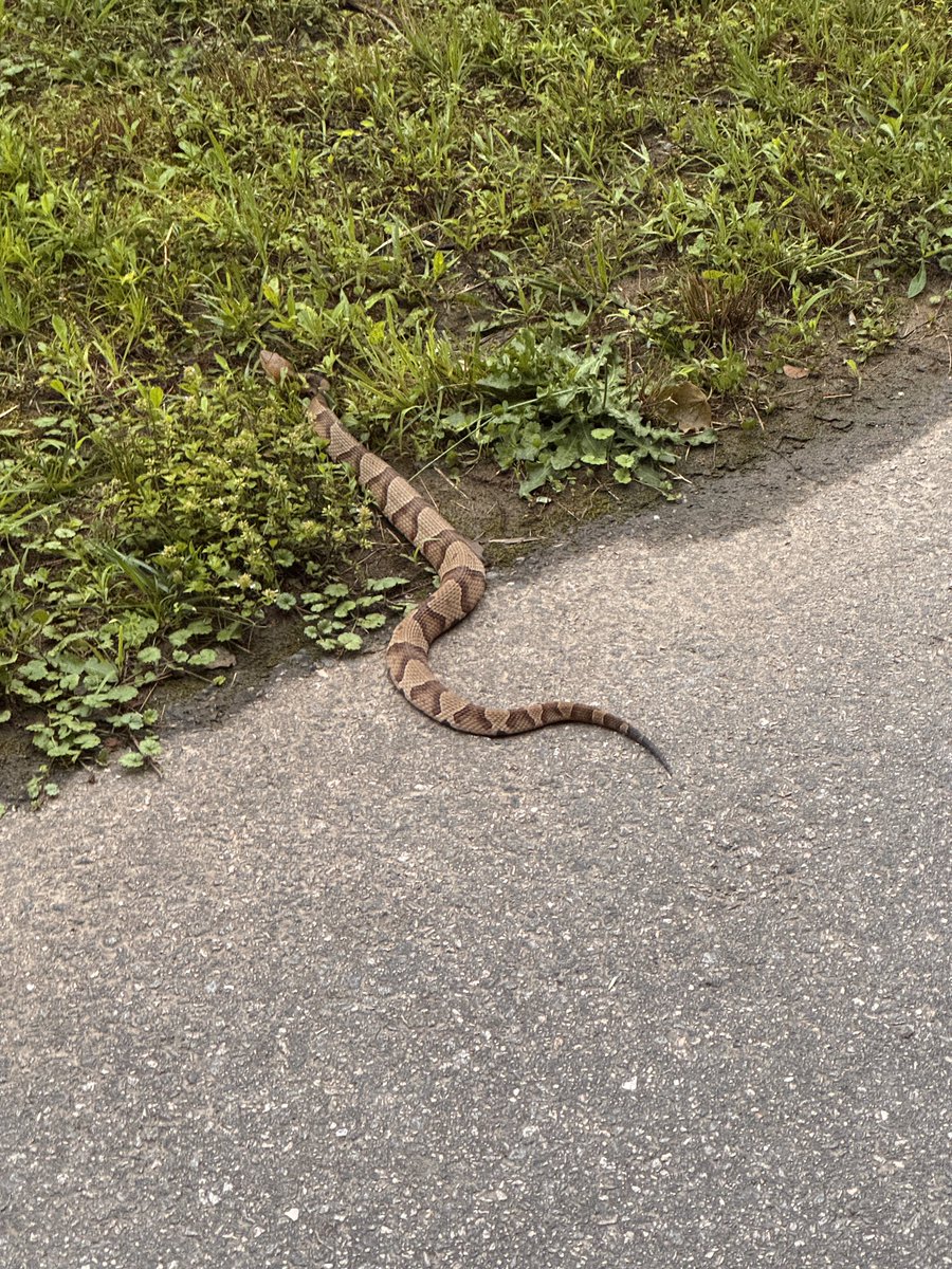 maxarmstrong's tweet image. It’s Friday. It IS the 13th, isn’t it?
Agkistrodon contortrix