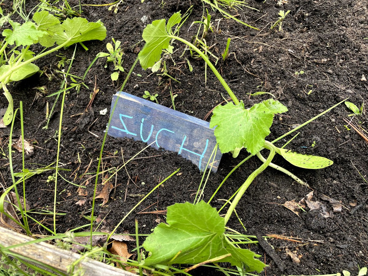 SaplingWoodsNS's tweet photo. 🌱 Exciting news from Sapling Woods Nature School! Our garden is growing! Students + teachers have been planting veggies, herbs &amp; flowers—building a space for learning, teamwork &amp; sustainability.
Big thanks to @chickadeecreekfarm for helping us get started! https://t.co/T4LDREnPGr