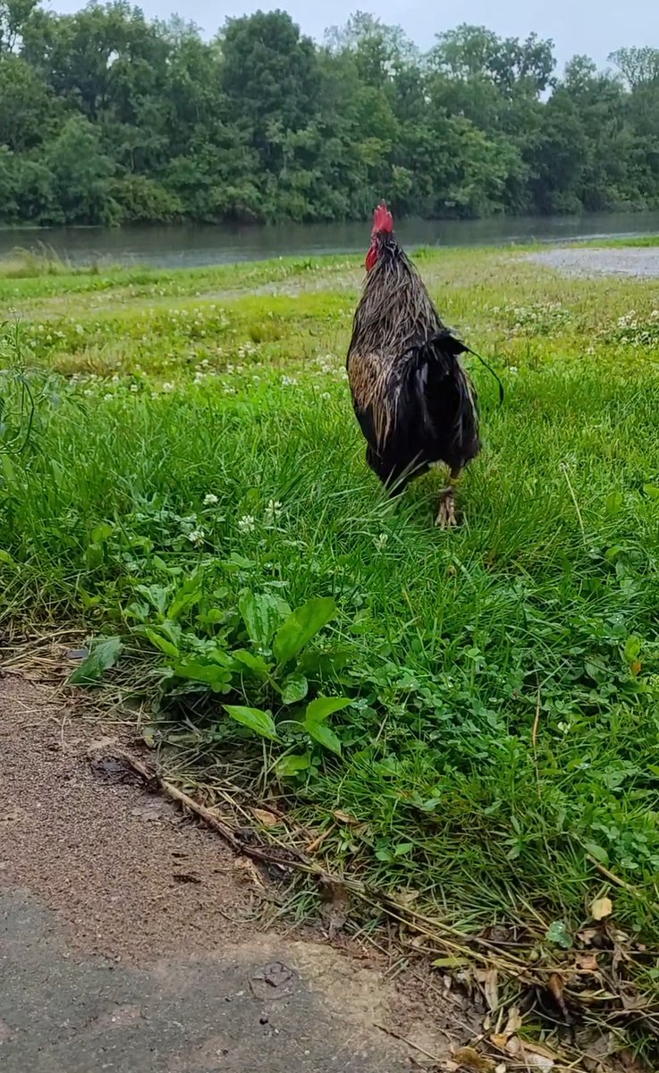 CJs_Chicks tweet media