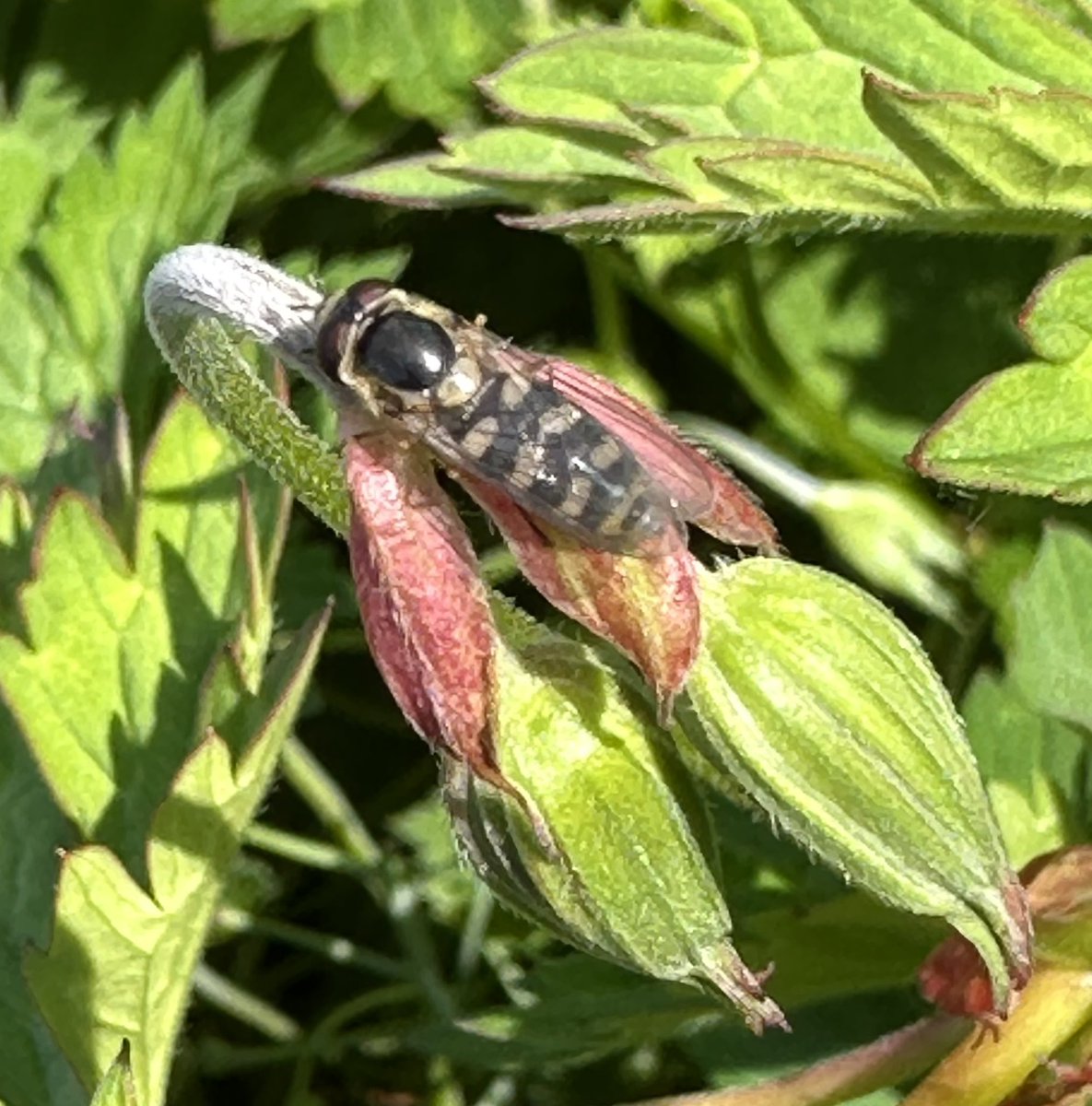 Is this #hoverfly Luniger sp? Don’t think it’s Scaeva — but could be wrong. Couldn’t get better pic. Wings look a bit cloudy. Can #entomology or #diptera person help ID? In Dun Laoghaire, Ireland

#insectID #invertebrate
#urbannature 
#irishnature