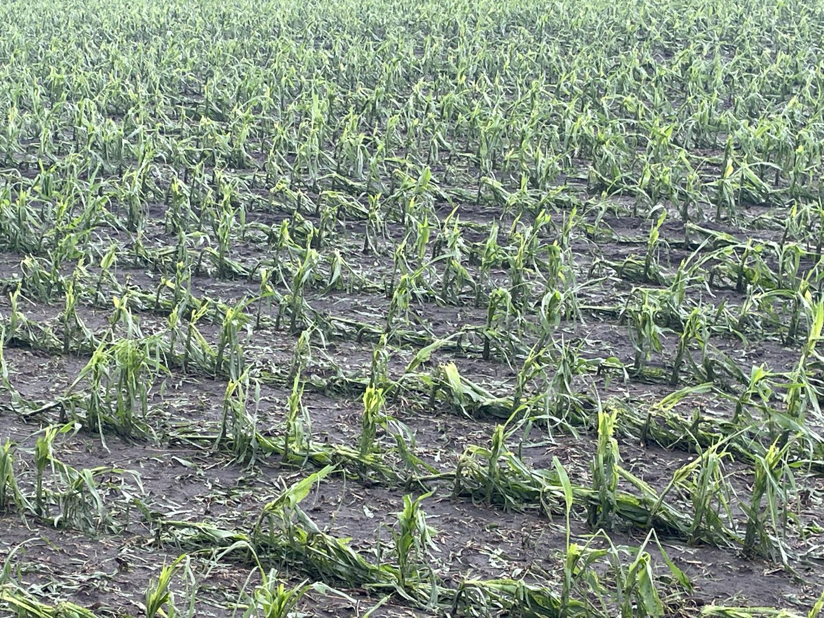 Have questions about the Hail that occured in NW and NC Iowa?  Please check out the link below containing resources for Hail on corn and soybean.  crops.extension.iastate.edu/post/hail-dama…