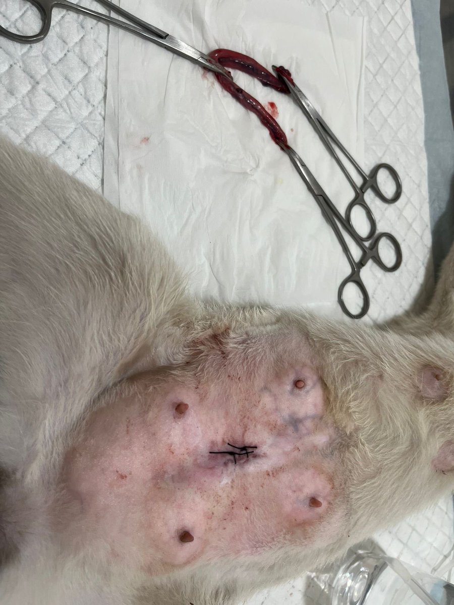 Tadi jam 3 sore diupdate klinik, cemong udah disteril ❌🤰 anymore ya cemong 🥹