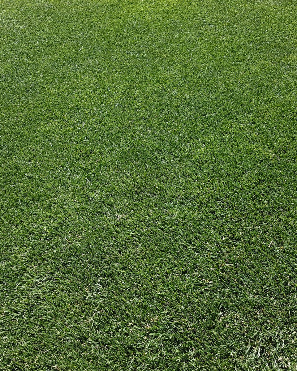 The secret to a lawn this lush? High-performance turfgrass that works hard behind the scenes. 🌿💪
From water efficiency to wear resistance, it’s the grass that does more—so you do less.

Find your match with The Turfgrass Group.

👉 theturfgrassgroup.com/find-a-grower/

#turfgrass
