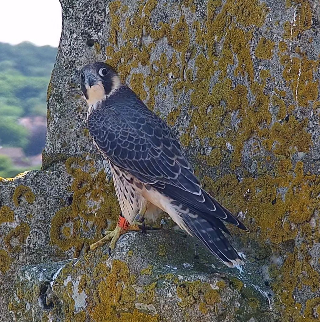 VFP keeping out of the sun