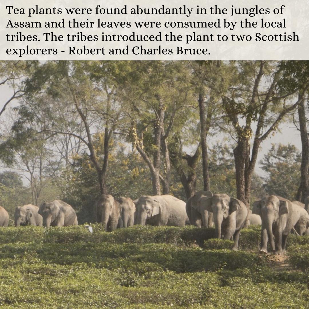 _IndianCulture's tweet photo. #OnceUponAState: The Story of Assam Tea

Read the full story at https://t.co/gSQIs2LXIU

This week in #StateScape we are exploring the culture and history of Assam.  

#assamtea #tea #china #teaplantation #teastory #chai #colonialhistory #teaindustry #teahistory #assamhistory https://t.co/DHgpP25fsm