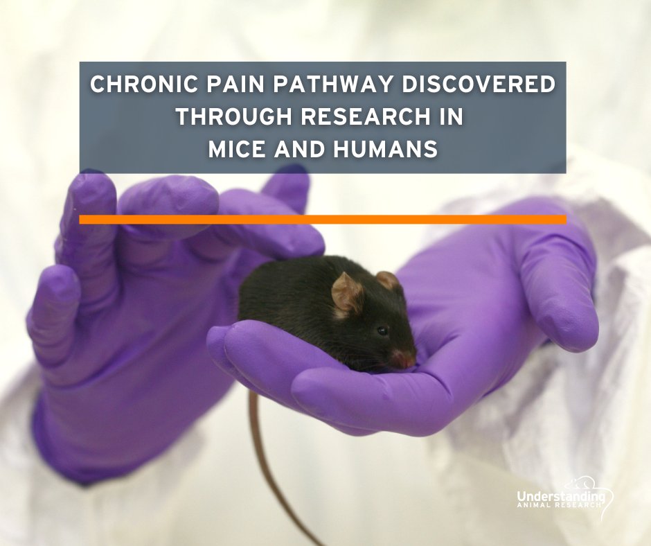 In a ground-breaking discovery, chronic pain has been shown to be physiologically different from acute pain. This new roadmap for therapies brings hope to patients.

Animal model : mouse 
#AnimalResearch #AnimalTesting #pain #chronicPain
DOI: 10.1126/sciadv.abc5219