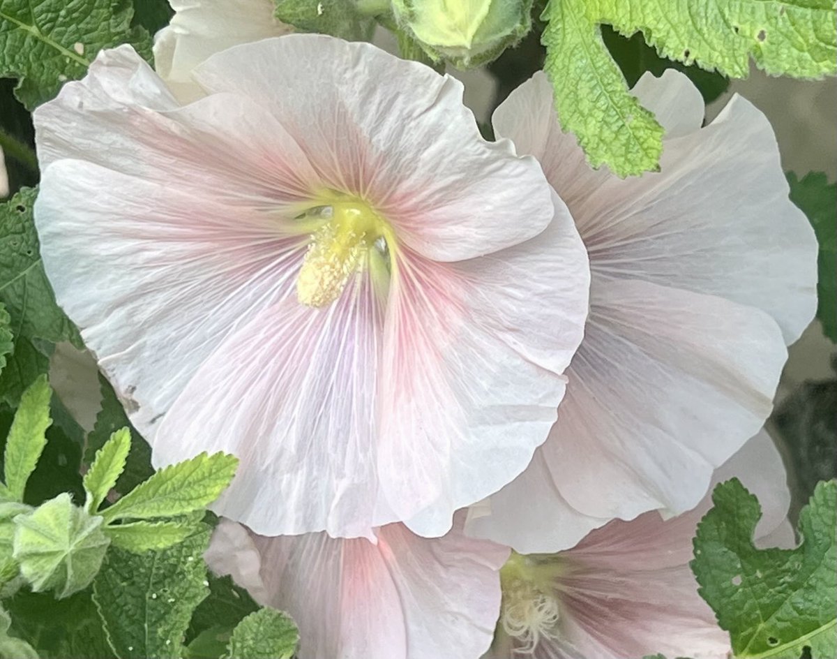 Hollyhock.
First to appear. 
#flowersonfriday