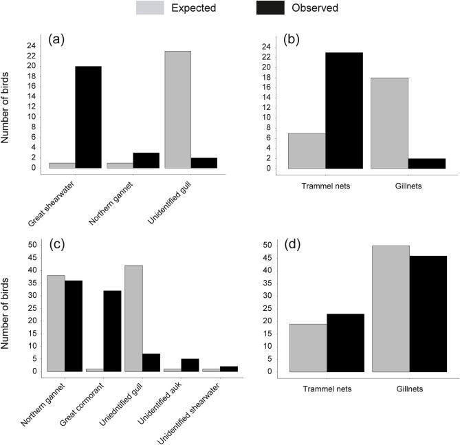 Seabirders's tweet image. Bycatch significantly impacts seabird mortality. A new study investigates seabird seasonal abundance off Portugal's southeastern coast, their presence at artisanal bottom-set net fisheries, and bycatch incidence. tinyurl.com/mpxp75jf