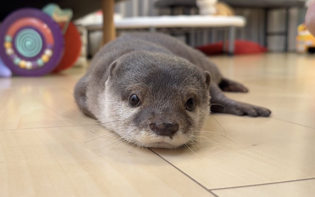 カワウソと猫が同じタイミングで寝始めた！
youtu.be/vVgJkd2WcPA