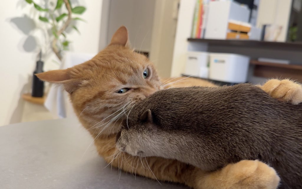 猫おむすび♡カワウソ&ひよこ 猫おむすび♡カワウソ&ひよこ