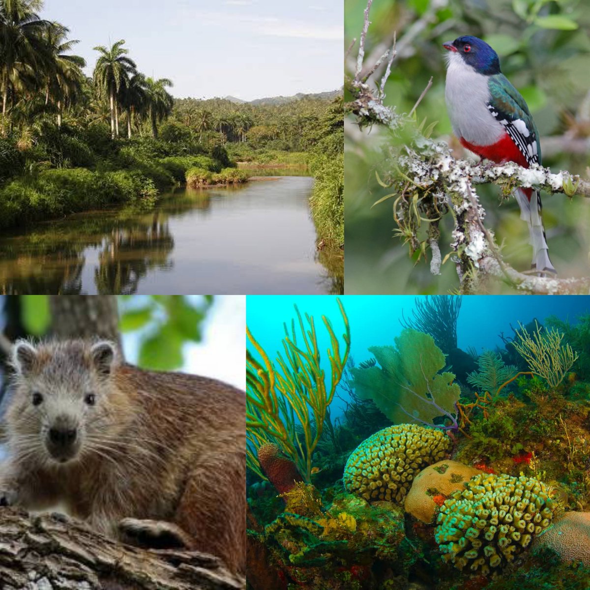 citmacuba's tweet image. Se acerca la XV Convención Internacional Medio Ambiente y Desarrollo, del 1 al 5 de julio. ¿Sabes cuál es la norma cubana vigente en #Cuba🇨🇺 para la protección del entorno?
🟩 Ley no.81 de 1997
🟩 Ley no.118 de 2019
🟩 Ley no.150 de 2022
@citmacuba @AMA_CUBA