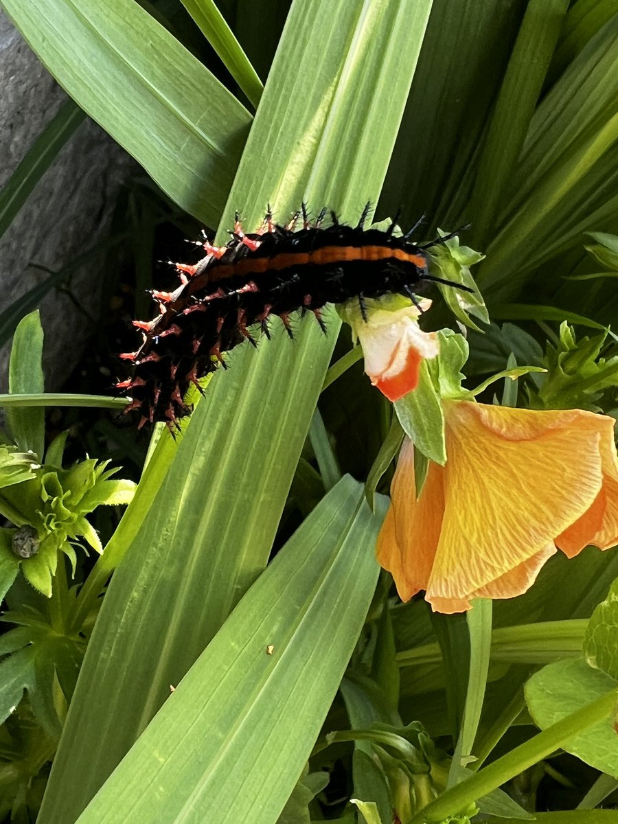 Bugbites4U's tweet image. 毎年同じ場所でお会いしますね…