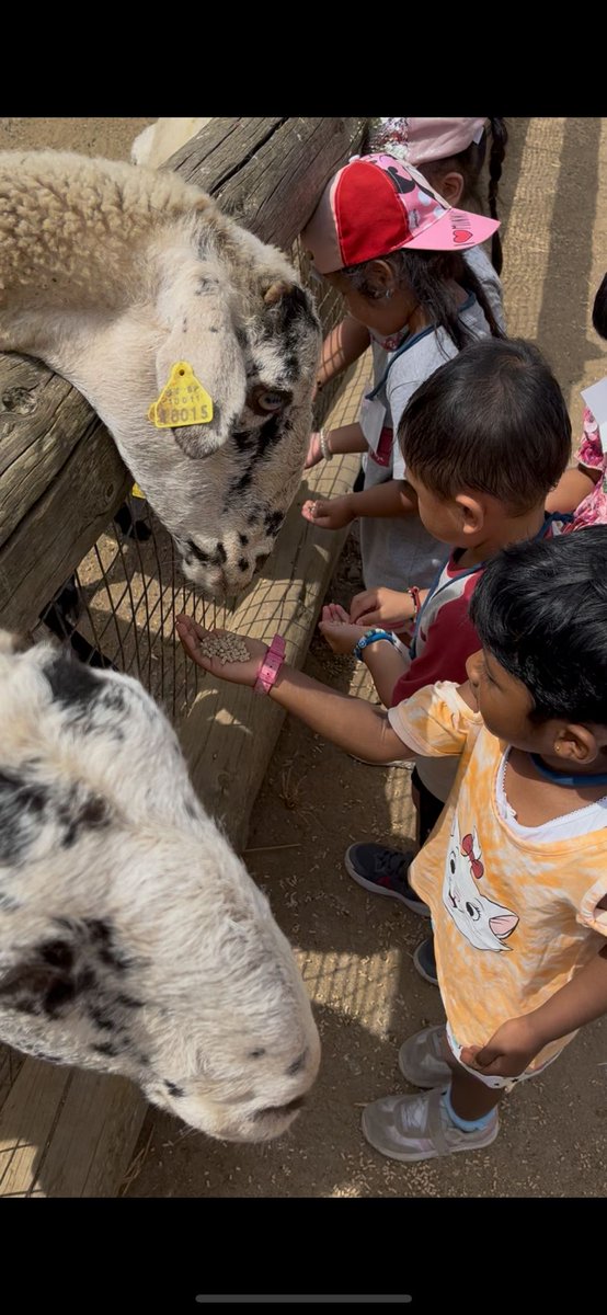 Vedruna Àngels (@vedrunaangels) on Twitter photo Els grangers de I3 passen un matí cuidant els animals a la <a href="/MasiaCanSala/">Masia Can Sala</a> #intensament #escolaoberta Els grangers de I3 passen un matí cuidant els animals a la <a href="/MasiaCanSala/">Masia Can Sala</a> #intensament #escolaoberta