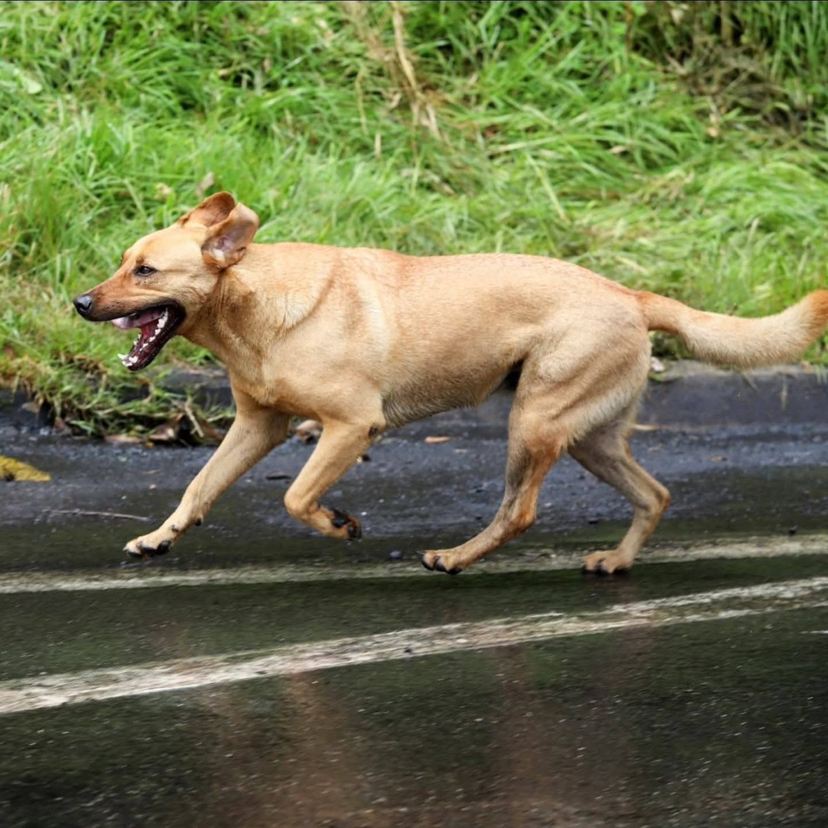 Este perrito tiene más alma de ciclista y de Colombiano que los uribistas Nairo Quintana y Egan Bernal. 🐶💪✊️🥳