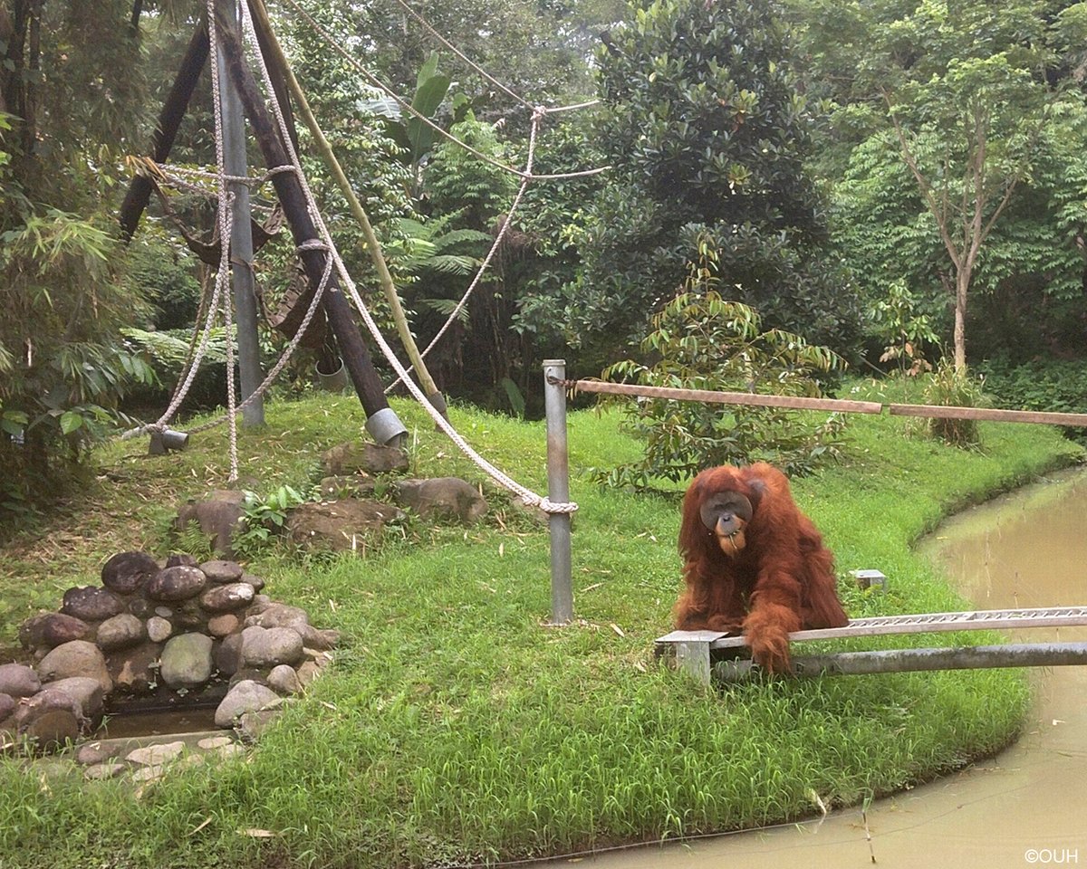 OrangUtansInNot's tweet image. Krismon in seinem neuen Zuhause im #Orangutan Haven. Da er fast 20 Jahre in einem kleinen Käfig gehalten wurde, ist er stark traumatisiert und kann leider nicht mehr ausgewildert werden. Im Haven kann er seinen Lebensabend auf einer grünen Insel anstatt hinter Gittern verleben.
