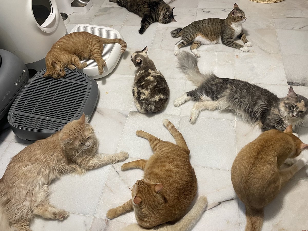 tattyhassan's tweet photo. Haritu gi beli litter box baru kat majikan. Tengok dalam kedai ni banyak gila kucing kutip yang glow up????

I tanya “yang ni pregnant ke?”, orang kedai cakap “oh tak.. yang ni jantan”. Tembun tembun yal, sampai 9kg 😭 https://t.co/rRvGIFR56b