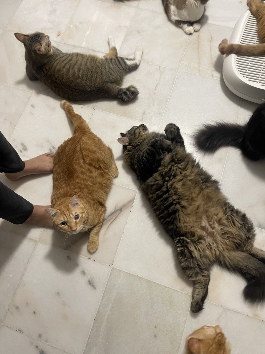 tattyhassan's tweet photo. Haritu gi beli litter box baru kat majikan. Tengok dalam kedai ni banyak gila kucing kutip yang glow up????

I tanya “yang ni pregnant ke?”, orang kedai cakap “oh tak.. yang ni jantan”. Tembun tembun yal, sampai 9kg 😭 https://t.co/rRvGIFR56b