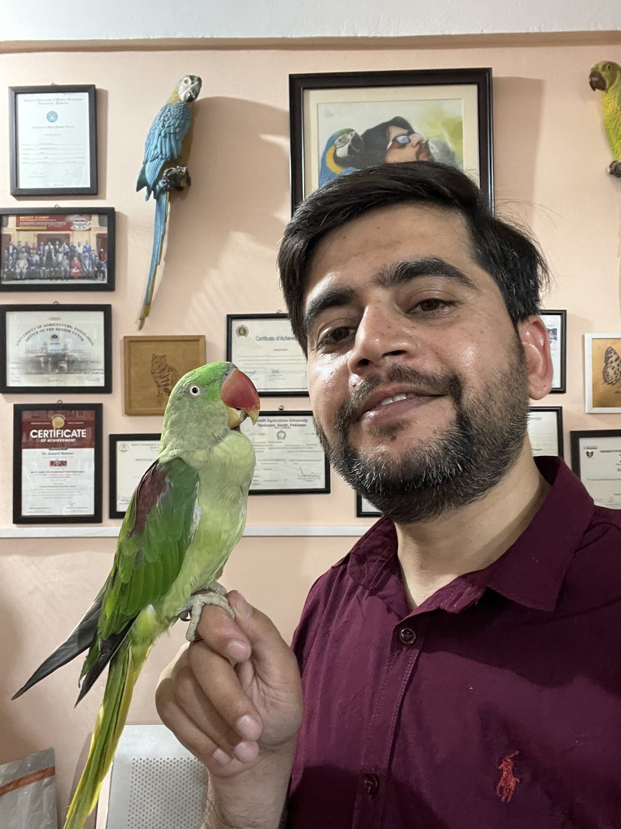 Junni_Vet's tweet photo. Meet up with #Chuchu after 2 long years, he was treated for mis handled case of #CropFistula. 

Be careful about selecting your #AvianVet, as this soul was wrongly treated 15 times before reaching at #JunniVet and the issue got resolved with a single surgery. https://t.co/rjLTRegy7a