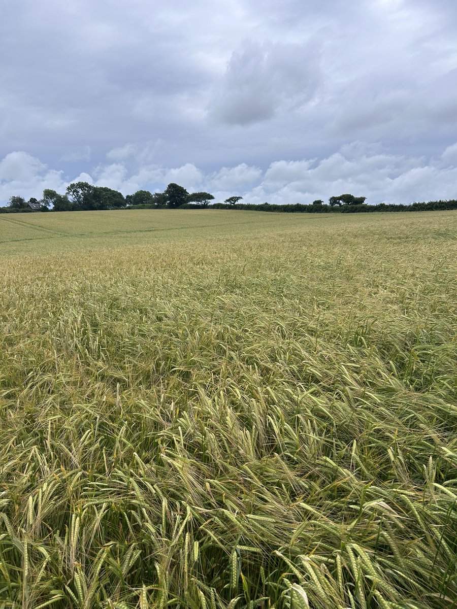 Back to reality after a brilliant day yesterday up at <a href="/CerealsEvent/">Cereals Event</a> . Marris Otter destined for <a href="/StAustellBrew/">St Austell Brewery</a> getting closer to harvest! 🌾👌