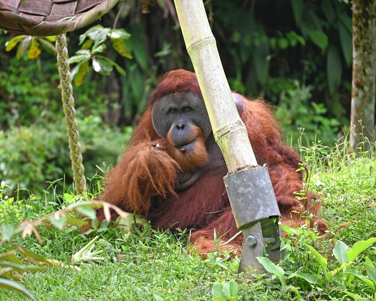 OrangUtansInNot's tweet image. Krismon in seinem neuen Zuhause im #Orangutan Haven. Da er fast 20 Jahre in einem kleinen Käfig gehalten wurde, ist er stark traumatisiert und kann leider nicht mehr ausgewildert werden. Im Haven kann er seinen Lebensabend auf einer grünen Insel anstatt hinter Gittern verleben.