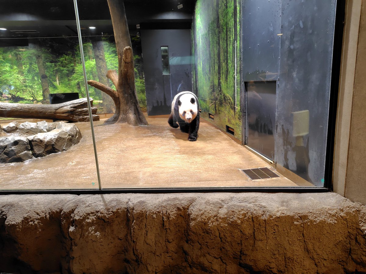 n3232m's tweet photo. 東京行った〜
上野動物園→上野の森美術館
浅草→静嘉堂文庫
でパンダと美術館と着物の旅〜(*´ω｀*)

パンダ可愛すぎてぬいぐるみ買っちゃった🐼
キャリーケースに入らなかったので予備の腰紐で持ち手の所に括り付けてるせいで、行く先々で「パンダ」って聞こえて楽しい（笑） https://t.co/Te2JpnOkfu