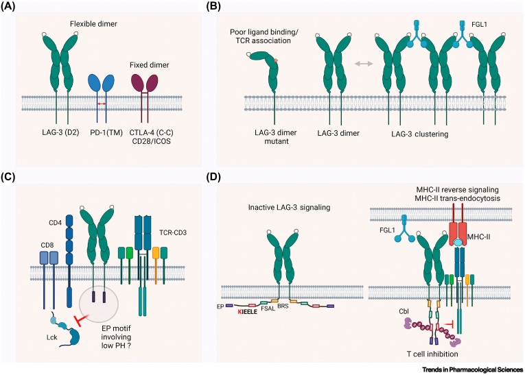 TrendsinPharma's tweet image. Exploring new frontiers in LAG-3 biology and therapeutics dlvr.it/TLL0hC