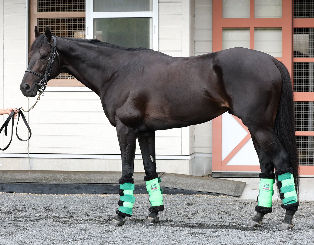 極ウマ】日刊スポーツ競馬公式 on X: 