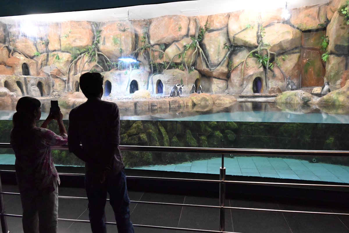 GujScienceCity's tweet image. એક્વેટિક ગેલેરી – જ્યાં વિઝિટર્સે સમુદ્રી જીવોની રંગબેરંગી દુનિયાનો અદ્ભુત અનુભવ કર્યો!
આવો, પાણીની અંદર છુપાયેલી પ્રકૃતિની સુંદરતાને નજીકથી જાણીએ!
#AquaticGallery #ScienceCityAhmedabad #UnderwaterWorld #MarineLife #STEMExperience #ExploreGujarat #FamilyAdventure #IncredibleIndia