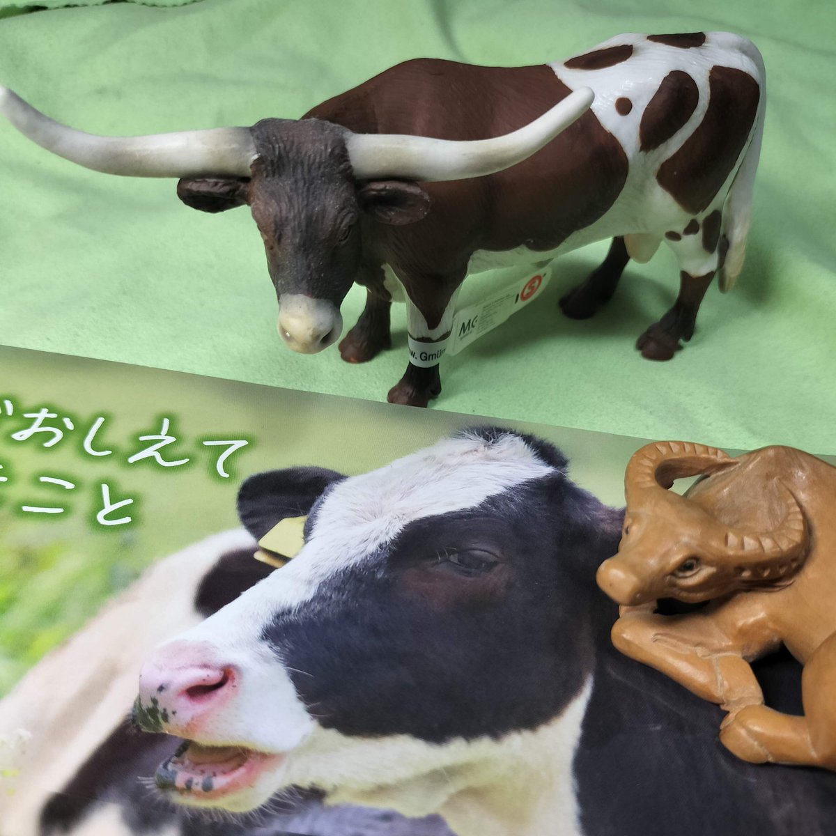 #USHICAMERA2025b
#牛がおしえてくれたこと
最後にお会いしたのはいつでしたっけ？？
せっかくなので我が家のスイギュウにご登場願いました。