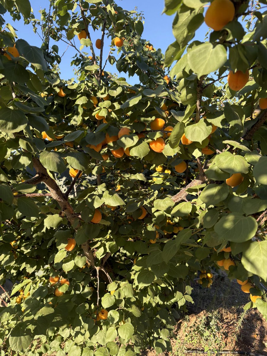 I've been picking apricots and praying for the survival of democracy. No kings.
#fruit #garden #peace #hope #NoKings