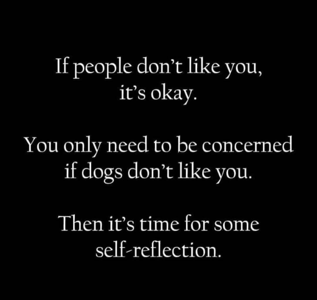 Heckin Good Dogs (@heckingooddogs) on Twitter photo 