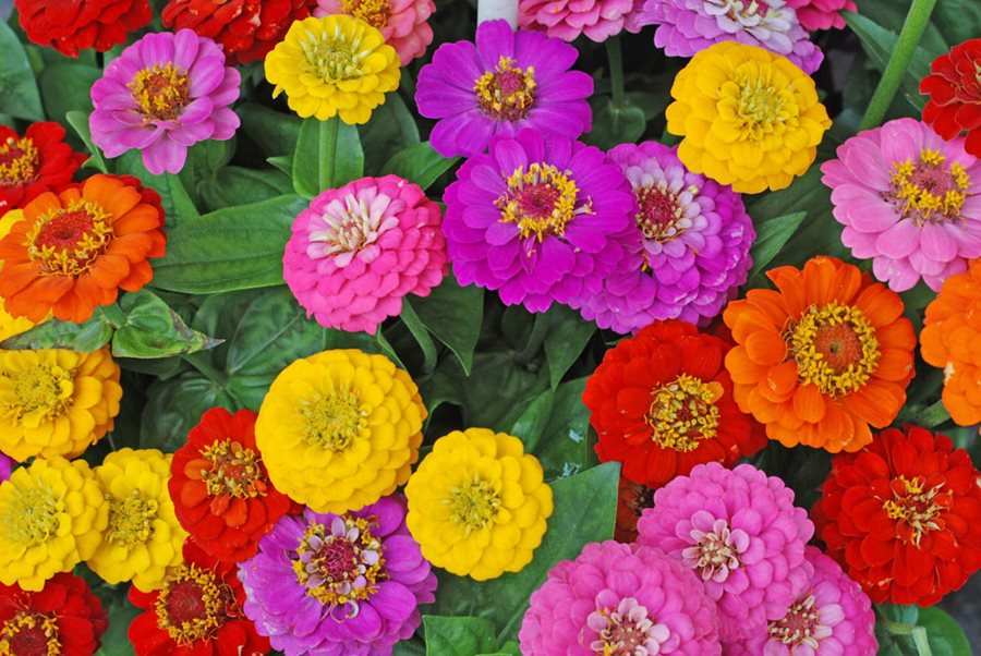 It’s #FlowerFriday and #zinnias are bringing the color!

These easygoing annuals thrive in full sun, bloom in every shade imaginable, and attract butterflies &amp; hummingbirds. They’re pet-safe too—perfect for summer borders, beds, or containers.

 ow.ly/cskW50W8GUw