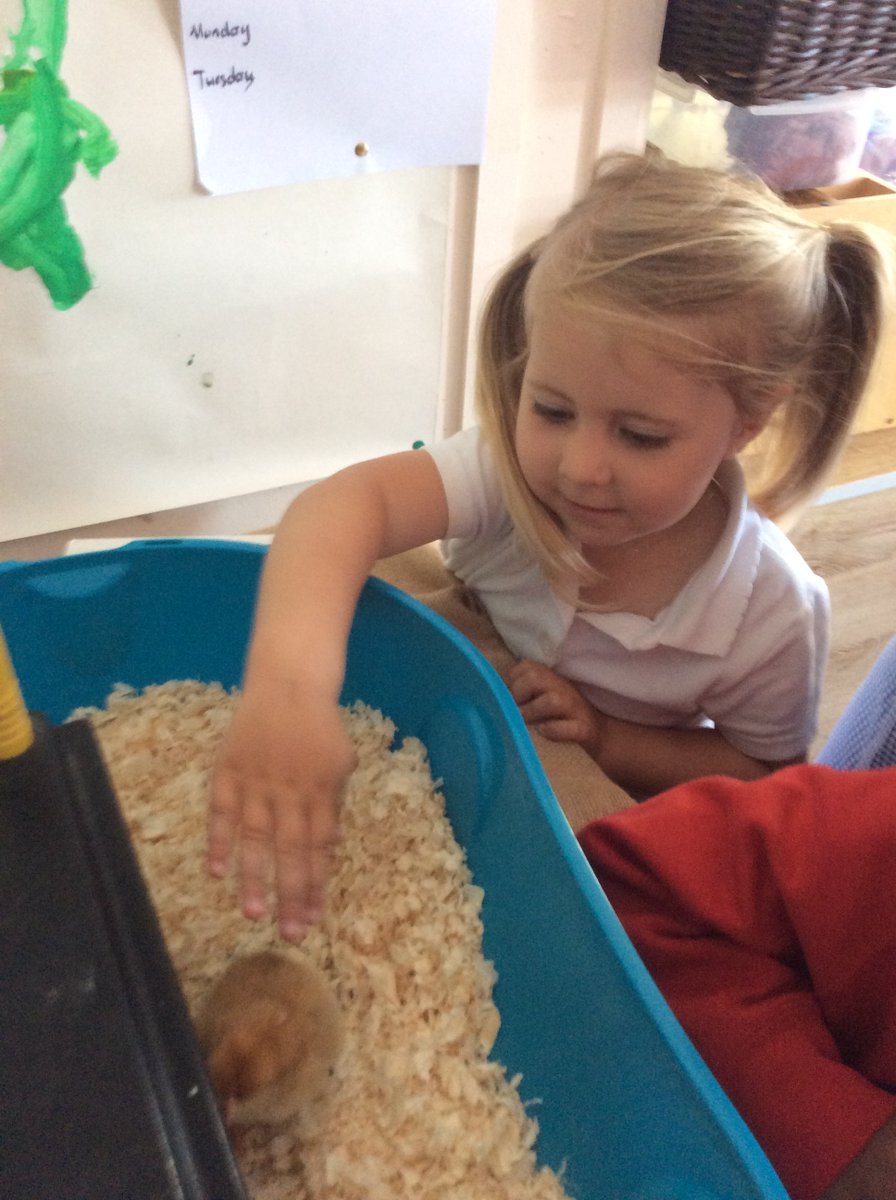 Killowen PS Lisburn tweet media