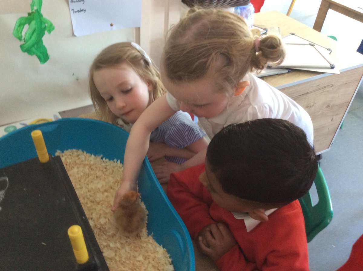 Killowen PS Lisburn tweet media