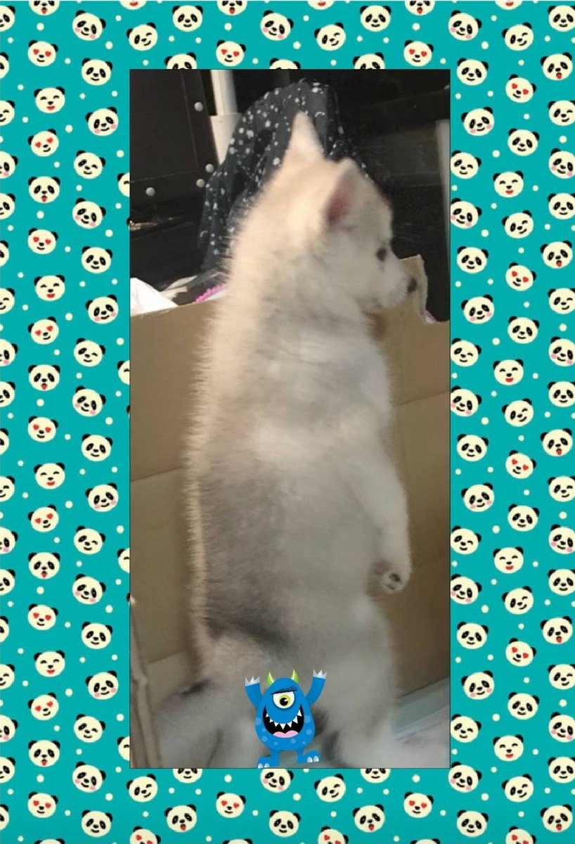 KeikoMama0209's tweet image. #犬のうんチングポーズ選手権

サリーのパピー期
立って💩してた頃😆