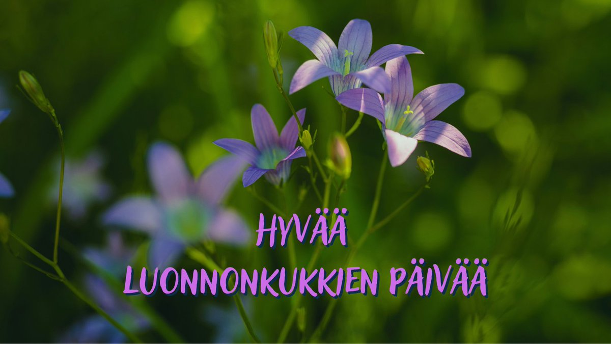Tänään 15.6. vietetään yhteispohjoismaista Luonnonkukkien päivää. Vuoden 2025 teemalajina on kaunis harakankello (Campanula patula).  #luonnonkukkienpäivä #luonto #luontoretki #ympäristö