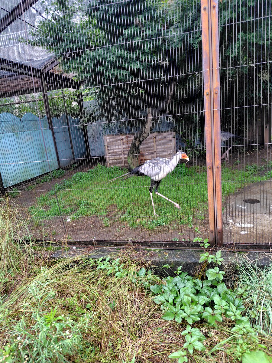 n3232m's tweet photo. 冬にパンダ日本からいなくなるって聞いたから行ったけど、テンション上がったのはセンザンコウとヘビクイワシかなー

しゅっとしてるマジロと美脚鳥
ヘビクイワシのキック、みんなに見てほしい https://t.co/AymNf072El