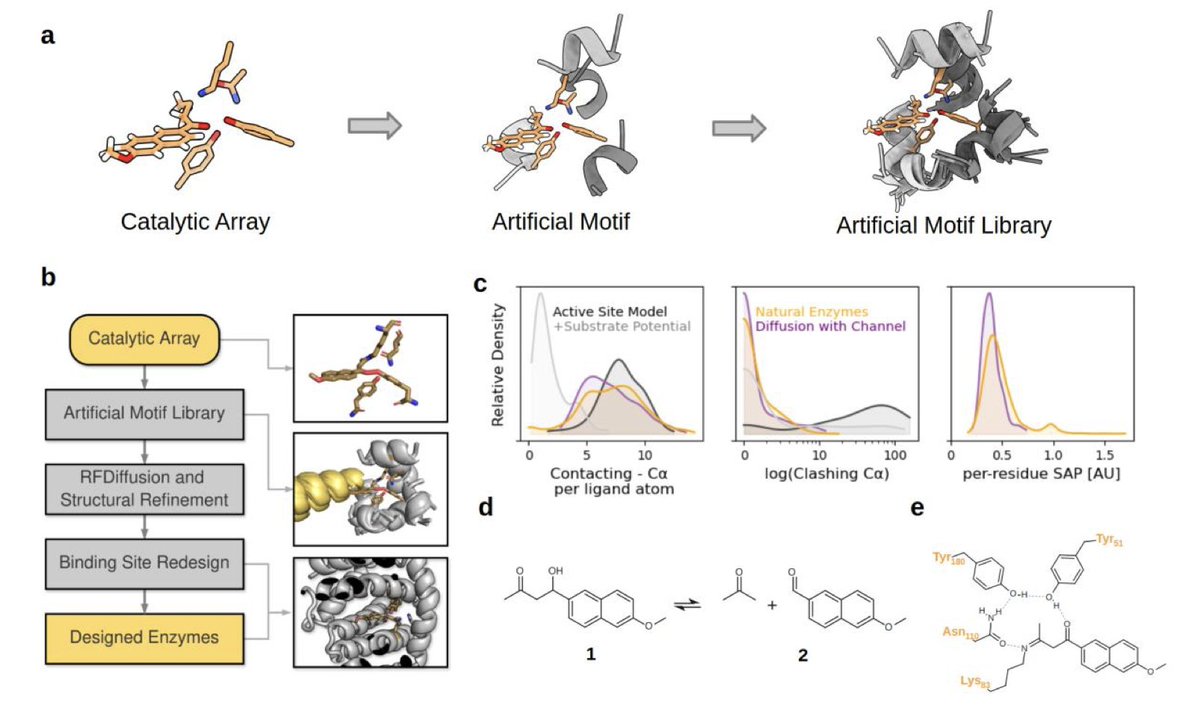 Computational enzyme design by catalytic motif scaffolding

１．A new enzyme design method called Riff-Diff combines machine learning with atomistic modeling to scaffold catalytic motifs in de novo proteins. It achieves catalytic activities approaching those of laboratory-evolved