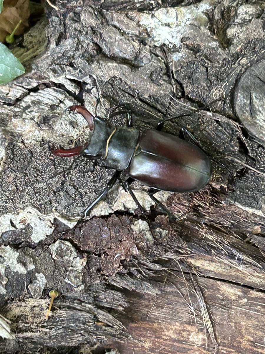 Great little discovery in the grounds today. #stagbeetle