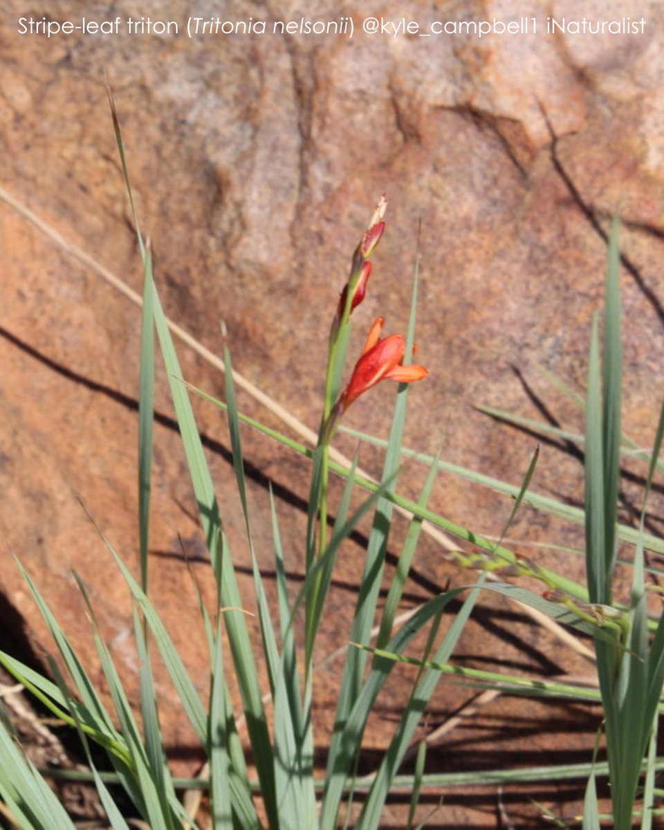 BotSocSA (@botsocsa) on Twitter photo This #FloralFriday we shine a light on the ๐๐ณ๐ช๐ต๐ฐ๐ฏ๐ช๐ข ๐ฏ๐ฆ๐ญ๐ด๐ฐ๐ฏ๐ช๐ช which lights up rocky slopes with vivid orange-red blooms in late summer. Endemic to SAโs north, itโs bee-& beetle-pollinated, thrives in dry winters & makes a great garden addition.#BotSocSA #Iridaceae This #FloralFriday we shine a light on the ๐๐ณ๐ช๐ต๐ฐ๐ฏ๐ช๐ข ๐ฏ๐ฆ๐ญ๐ด๐ฐ๐ฏ๐ช๐ช which lights up rocky slopes with vivid orange-red blooms in late summer. Endemic to SAโs north, itโs bee-& beetle-pollinated, thrives in dry winters & makes a great garden addition.#BotSocSA #Iridaceae