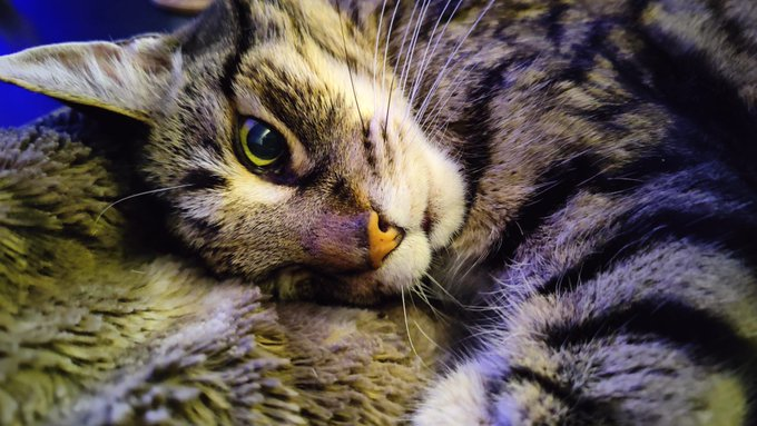 Kat Cauchiππππ¦π°π» (@k_cauchi) on Twitter photo Happy #Furriday. Buster is keeping an eye on you all πΉπ» <a href="/poshbird555/">Lindsay Kittens</a> <a href="/TechHeaddd/">TechHeaddd | Tech writer</a> <a href="/Vividoutcomes/">Vidya Bellur</a> <a href="/LaurenDigest/">Lauren - Twinkl Digest</a> <a href="/andrew_cowley23/">Andrew Cowley</a> <a href="/HAClare/">Helen Clare, Menopause in Schools</a> <a href="/redefineED/">Georgina Dean πͺ #SBSWinner #TheFutureIsNow</a> <a href="/NickiDigest/">Nicki - Twinkl Digest</a> <a href="/hari_neo21/">hari_neo</a> <a href="/cosydirect/">Cosy Direct</a> <a href="/pennywpennyw/">Penny π©π»βπ¦°π¦©</a> <a href="/TraceyM88805313/">Tracey M</a> <a href="/Gaiinz/">Gaynor β£οΈβ£οΈ</a> <a href="/MissH10766947/">Miss H π¦π»</a> <a href="/lymden79/">Mr O. Williams</a> <a href="/Vivi_teach/">Vivi</a> <a href="/Headteacherchat/">HeadteacherChat</a> Happy #Furriday. Buster is keeping an eye on you all πΉπ» <a href="/poshbird555/">Lindsay Kittens</a> <a href="/TechHeaddd/">TechHeaddd | Tech writer</a> <a href="/Vividoutcomes/">Vidya Bellur</a> <a href="/LaurenDigest/">Lauren - Twinkl Digest</a> <a href="/andrew_cowley23/">Andrew Cowley</a> <a href="/HAClare/">Helen Clare, Menopause in Schools</a> <a href="/redefineED/">Georgina Dean πͺ #SBSWinner #TheFutureIsNow</a> <a href="/NickiDigest/">Nicki - Twinkl Digest</a> <a href="/hari_neo21/">hari_neo</a> <a href="/cosydirect/">Cosy Direct</a> <a href="/pennywpennyw/">Penny π©π»βπ¦°π¦©</a> <a href="/TraceyM88805313/">Tracey M</a> <a href="/Gaiinz/">Gaynor β£οΈβ£οΈ</a> <a href="/MissH10766947/">Miss H π¦π»</a> <a href="/lymden79/">Mr O. Williams</a> <a href="/Vivi_teach/">Vivi</a> <a href="/Headteacherchat/">HeadteacherChat</a>