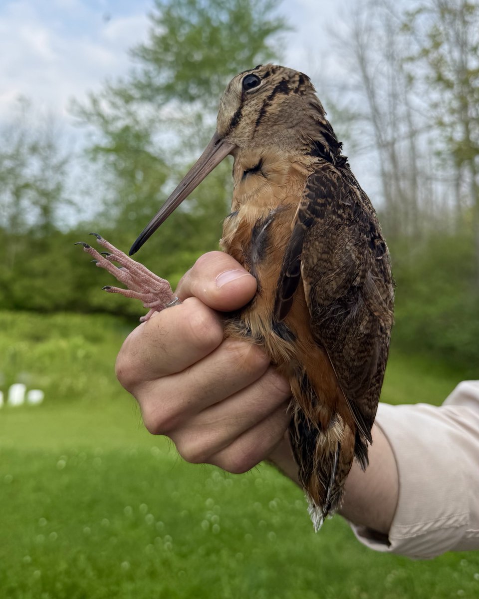 The mothership 🛸

(American Woodcock)