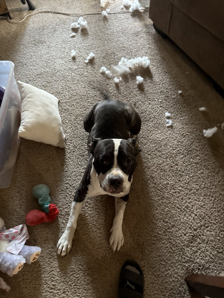 techichick's tweet photo. I woke up to a murder scene. I had to find the victim. Culprit tried to give me kisses so I wouldn’t find her. My favorite keychain. https://t.co/cgTXDeFyW3