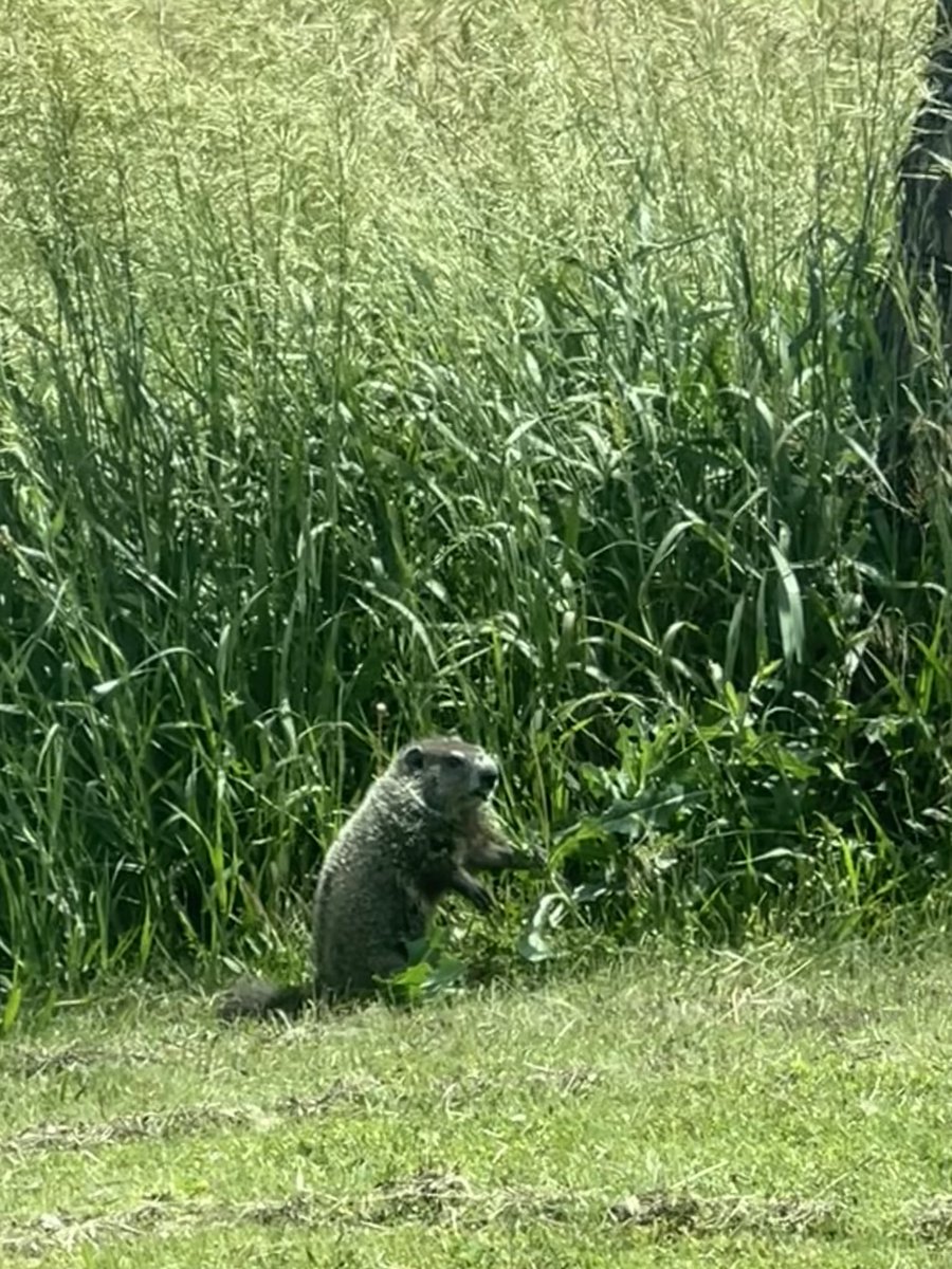 KennethSte12461's tweet image. To all of my wildlife experts. Please identify this animal in our Lutheran Church yard.