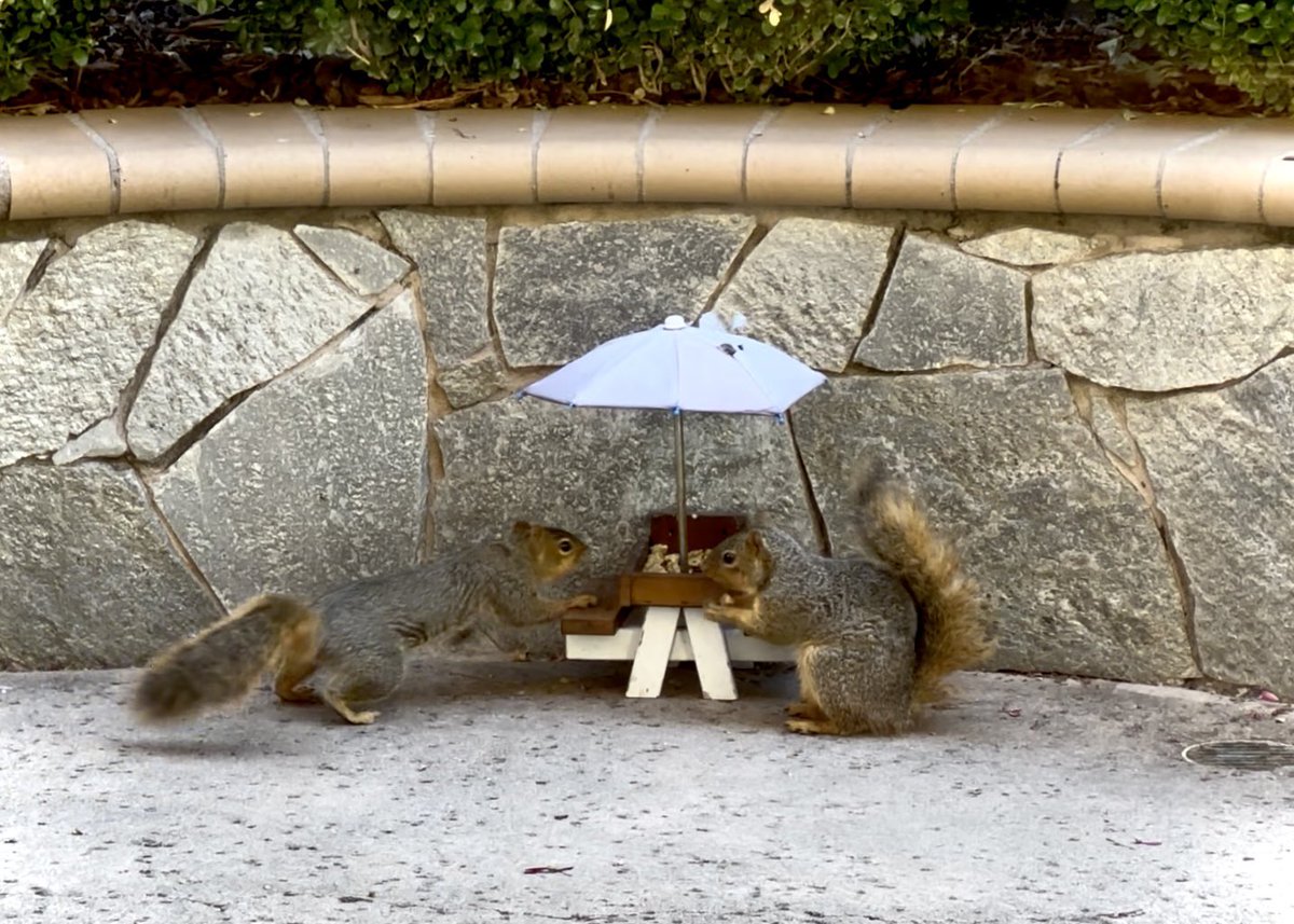 squirrelbuzz's tweet image. Another standoff at the blue umbrella table. We may need to increase security. #squirrelcafe ☕️🐿️ #squirrels #squirrelscrolling