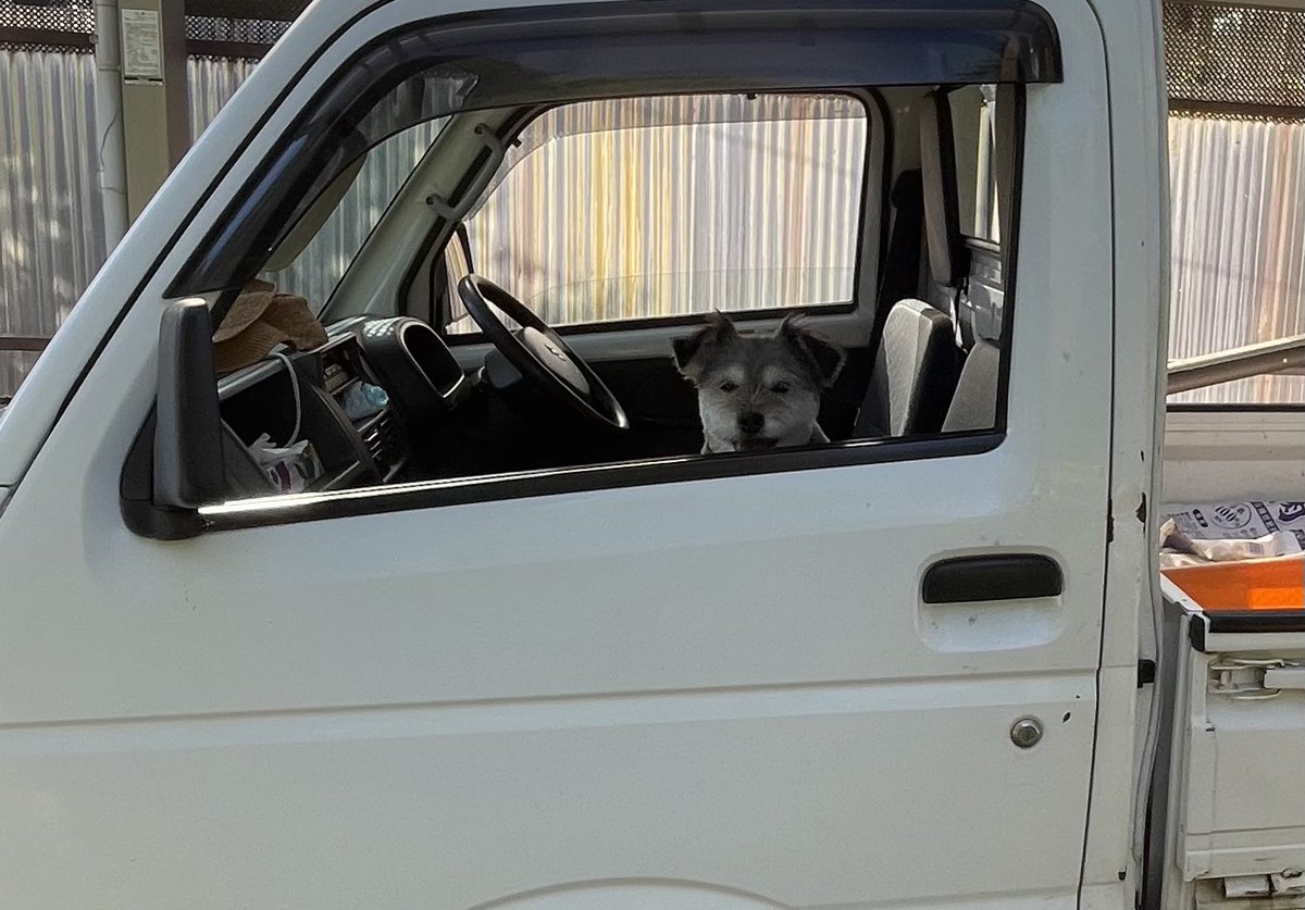 DROPS1997's tweet photo. 現場監督茜店長
#保護犬
#保護犬を家族に
#福島市
#DogLovers 
#軽トラ https://t.co/XpbJObQFqW