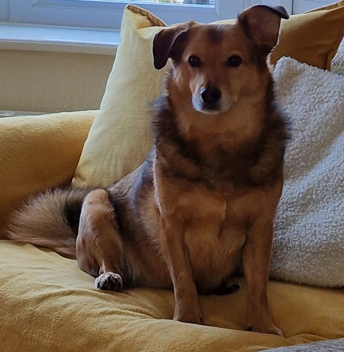 millypod1's tweet image. 🆘10 JUN 2025 #Lost Oscar #ScanMe
Tan Cross Breed Male
Burgh Lane #Chorley #PR7
Last seen yesterday 4.45pm on Jolly Tar Lane, turned into Coppull Hall Lane, then down the path into the woods at Ellerbeck Colliery.
doglost.co.uk/dog/198618