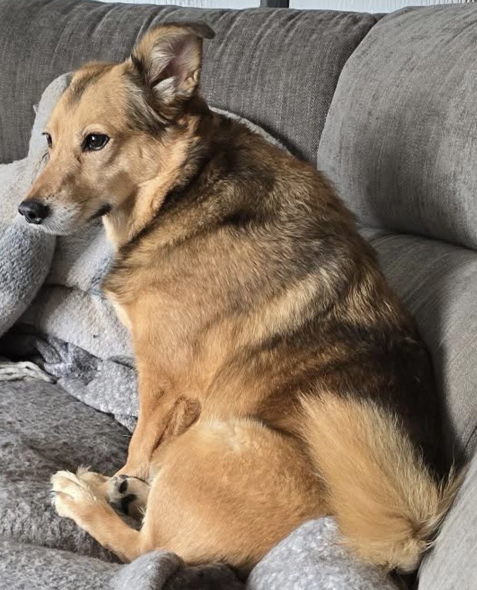 millypod1's tweet image. 🆘10 JUN 2025 #Lost Oscar #ScanMe
Tan Cross Breed Male
Burgh Lane #Chorley #PR7
Last seen yesterday 4.45pm on Jolly Tar Lane, turned into Coppull Hall Lane, then down the path into the woods at Ellerbeck Colliery.
doglost.co.uk/dog/198618