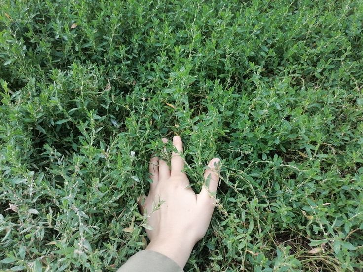 #openseatouchgrass