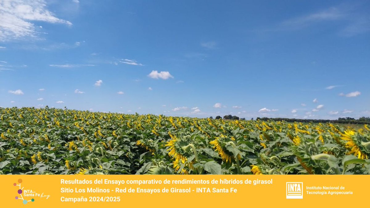 INTA Santa Fe (@intasantafe) on Twitter photo 🌻Resultados del Ensayo comparativo de rendimientos de híbridos de girasol - Sitio Los Molinos - Red de Ensayos de Girasol del INTA Santa Fe. Campaña 2024/2025.
✅ Disponible para lectura y descarga en: argentina.gob.ar/noticias/ensay…
✍ Más información:
jankovic.veronica@inta.gob.ar 🌻Resultados del Ensayo comparativo de rendimientos de híbridos de girasol - Sitio Los Molinos - Red de Ensayos de Girasol del INTA Santa Fe. Campaña 2024/2025.
✅ Disponible para lectura y descarga en: argentina.gob.ar/noticias/ensay…
✍ Más información:
jankovic.veronica@inta.gob.ar